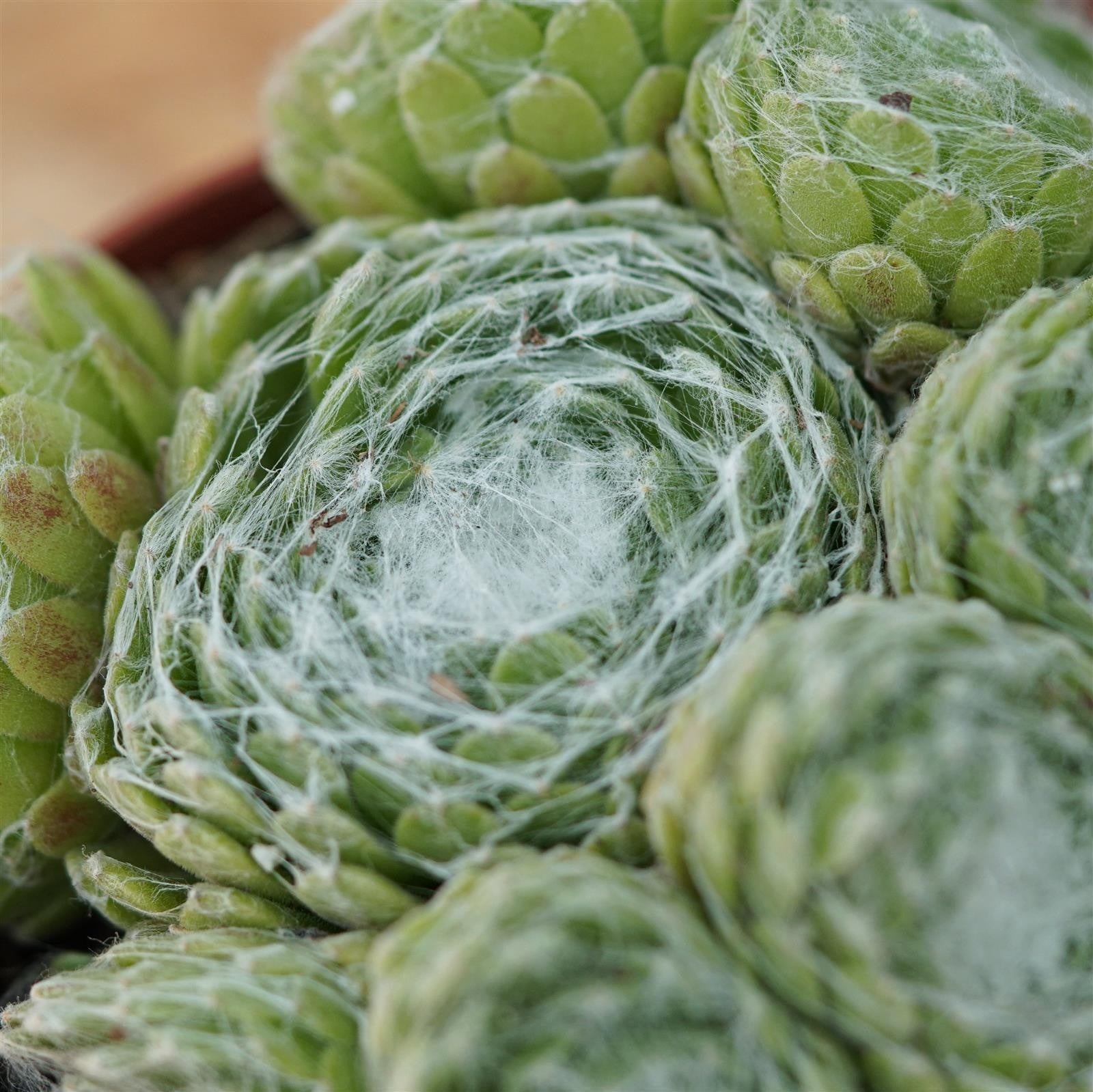 pasiora-sempervivum-mix-3-st-ck-sukkulenten-set-10-5-cm-t-pfe image 8