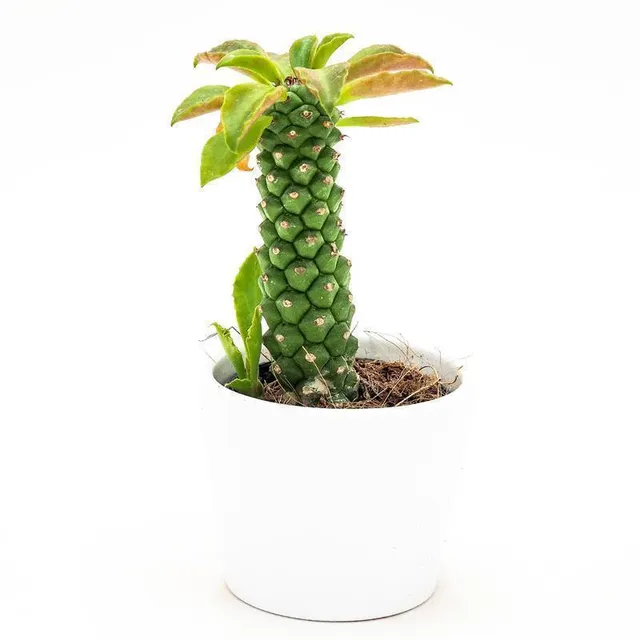 pasiora-monadenium-stapelioides-sukkulente-5-5-cm-topf image 1