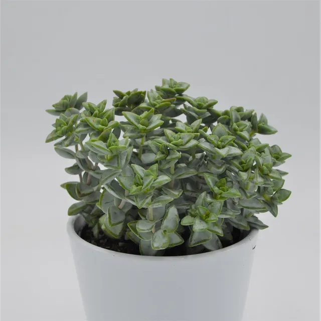 pasiora-crassula-perforata-azul-sukkulente-12cm-topf image 1