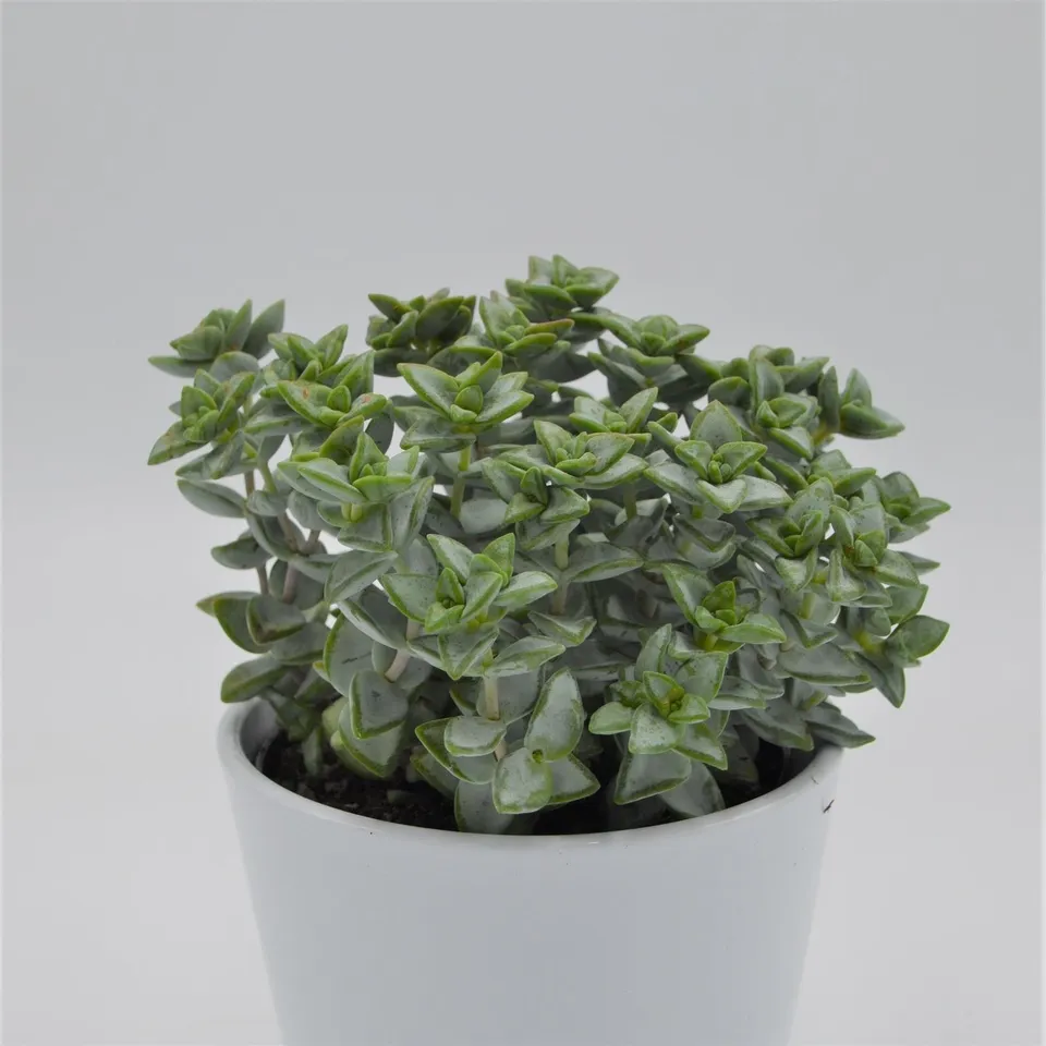 pasiora-crassula-perforata-azul-sukkulente-12cm-topf image 1
