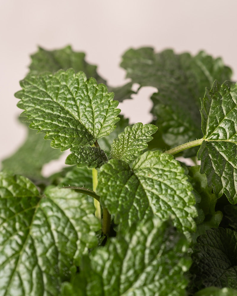 feey-zitronenmelisse-melissa-officinalis-kr-uterpflanze-essbar image 7