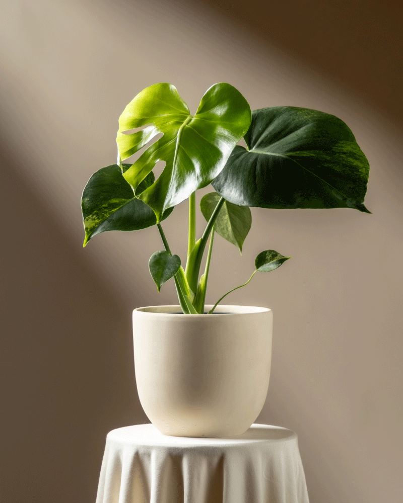 feey-monstera-aurea-variegata-gelb-panaschierte-rarit-t image 6