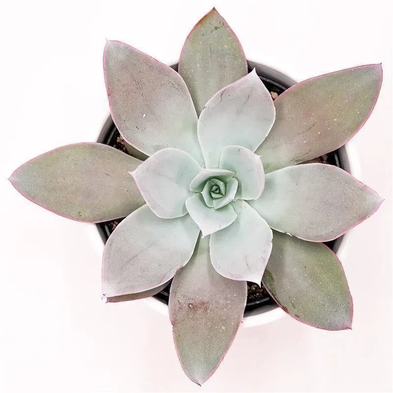 pasiora-echeveria-cante-sukkulente-12-cm image 1