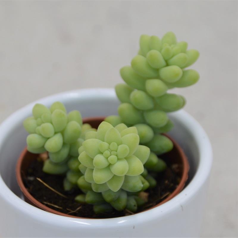 pasiora-sedum-burrito-sukkulente-5-5cm image 4
