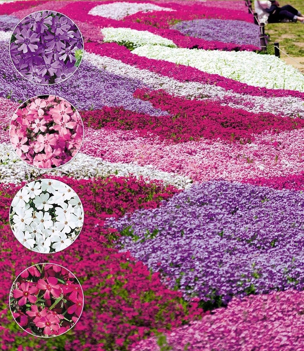 baldur-garten-8er-bodendecker-phlox-mix-flowers-of-the-sea-9x9-cm-topf image 1