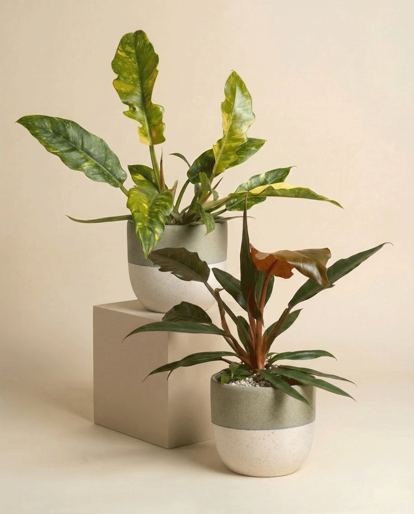 feey-zackiges-philodendron-duo-pluto-ring-of-fire image 6
