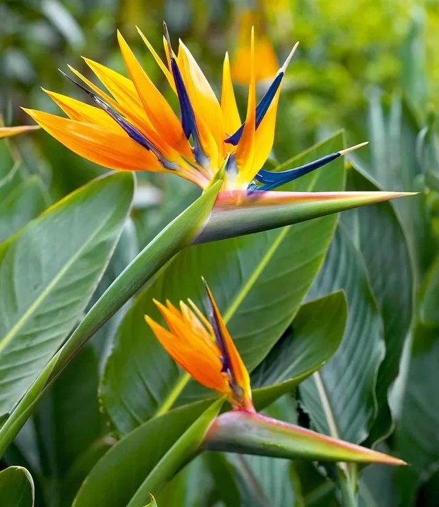 baldur-garten-paradiesvogel-blume-strelitzie-im-12-cm-topf image 1