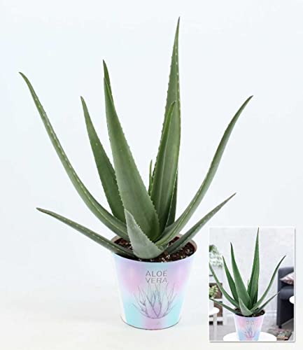 baldur-garten-xxl-aloe-vera-55-65-cm-im-19-cm-topf image 7