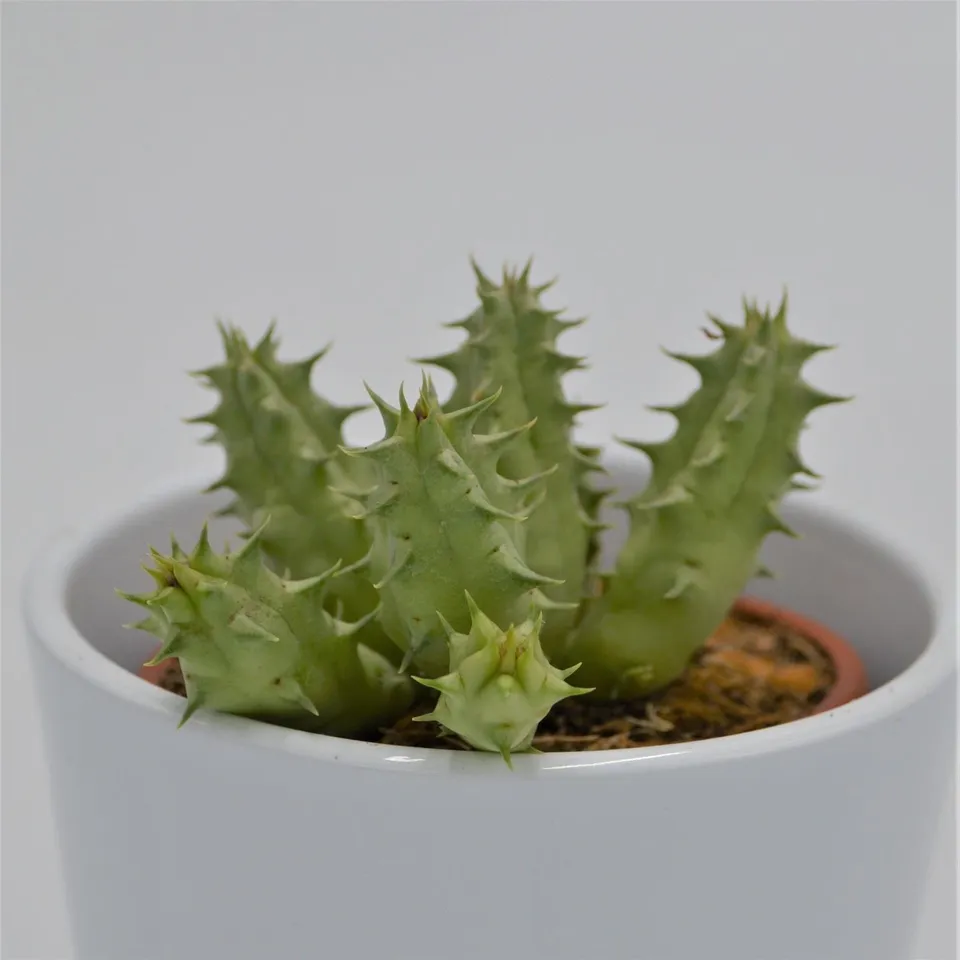 pasiora-huernia-somalica-aasblume-sukkulente-8cm image 1