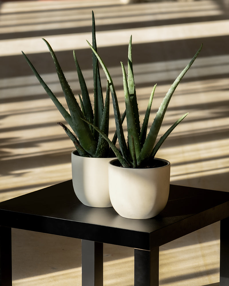 feey-echte-aloe-vera-duo-2-pflanzen-pflegeleichte-sukkulente image 4