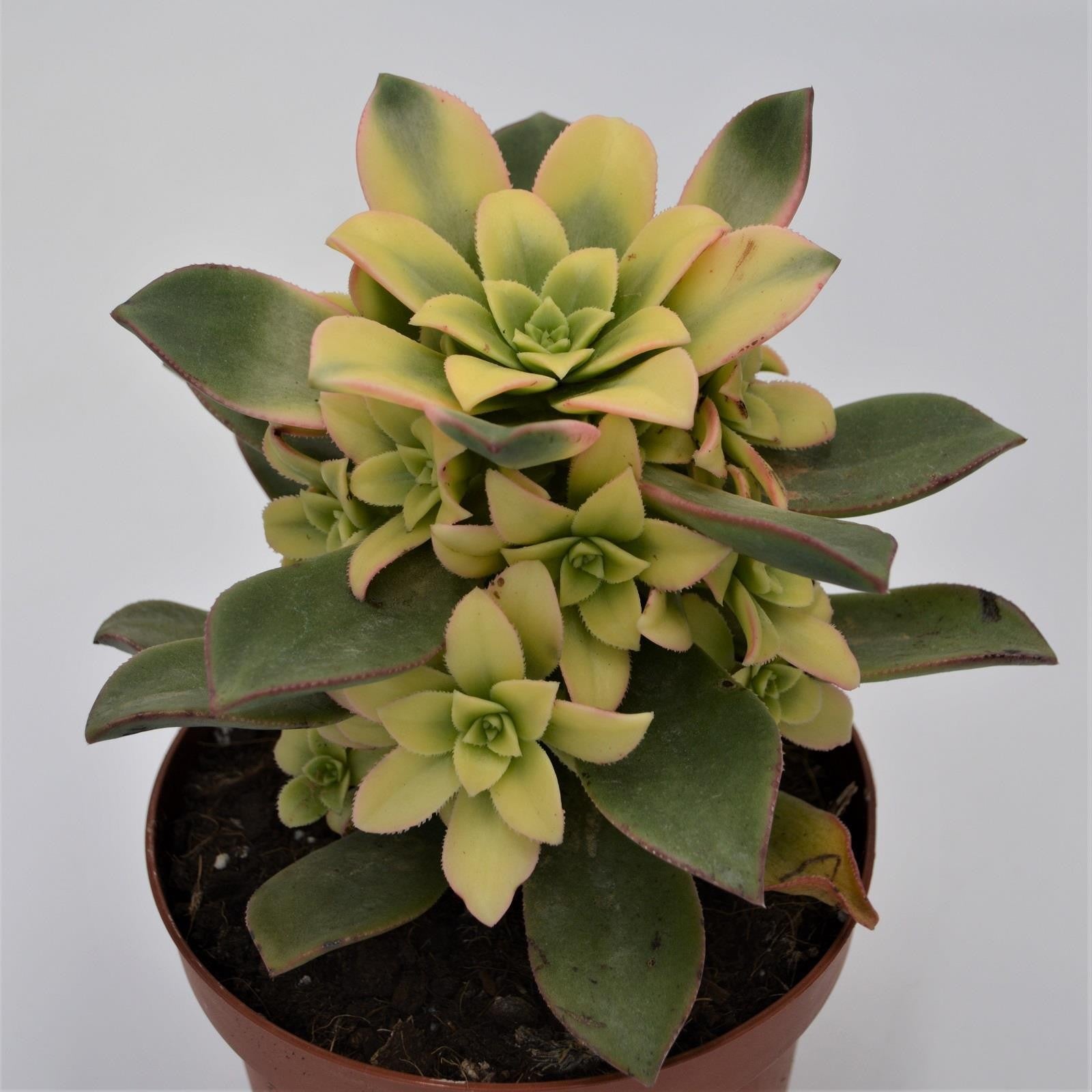 pasiora-aeonium-haworthii-dream-color-sukkulente-12cm-topf image 3