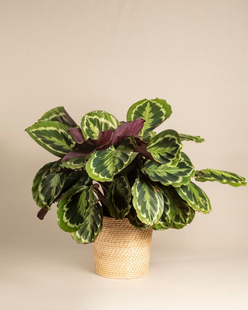 feey-grosse-calathea-roseopicta-medallion-zimmerpflanze image 5