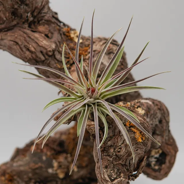 pasiora-tillandsia-kammii-luftpflanze-bromelie image 1