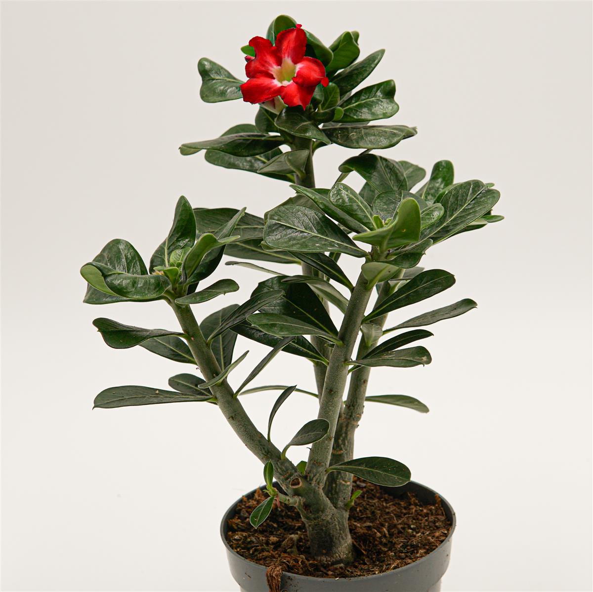 pasiora-adenium-obesum-red-lady-14cm-topf image 2