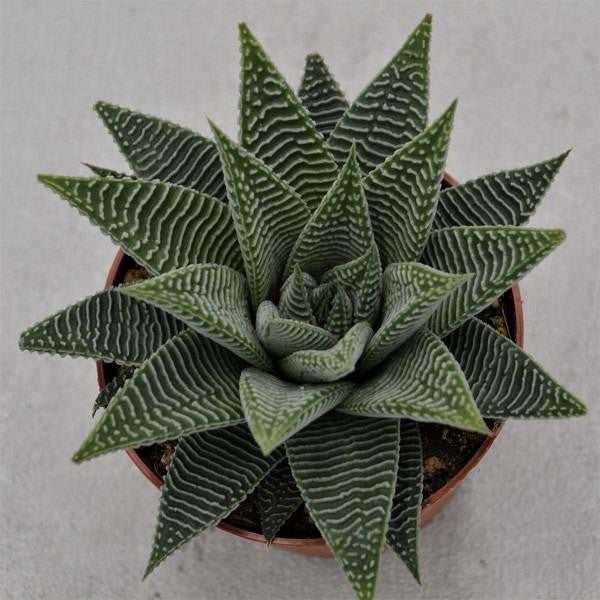 pasiora-haworthia-spider-white-sukkulente-8-5cm-topf image 1