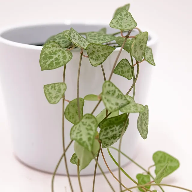 pasiora-ceropegia-woodii-heartless-h-ngepflanze-8-cm-topf image 1