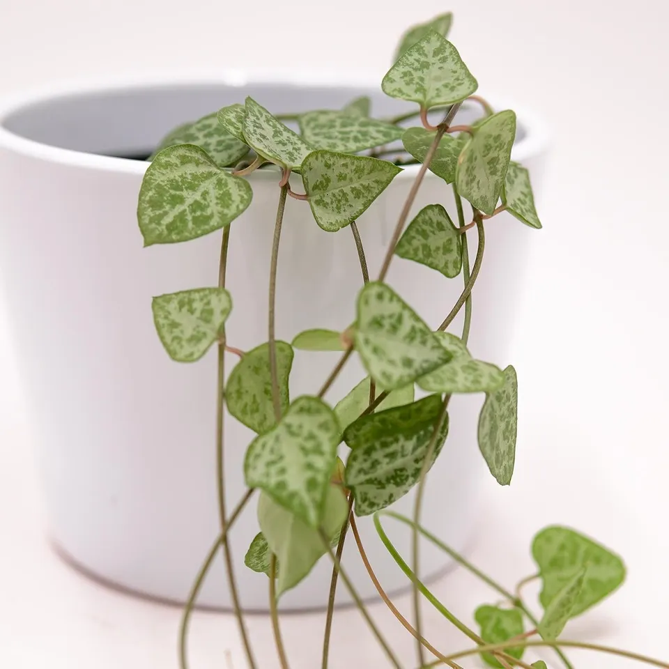 pasiora-ceropegia-woodii-heartless-h-ngepflanze-8-cm-topf image 1