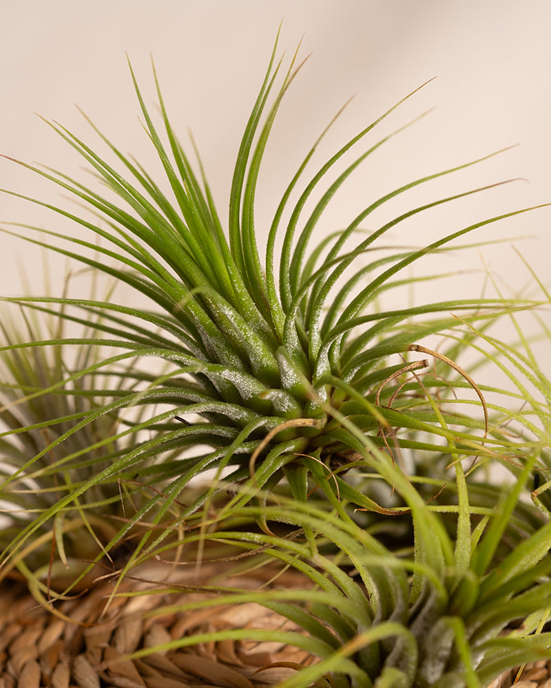 feey-luftpflanzen-tillandsia-ionantha-rubra-5er-set-klein image 7