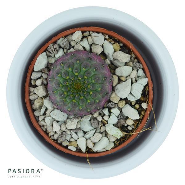 pasiora-sulcorebutia-rauschii-violet-kaktus-5-5cm-topf image 2