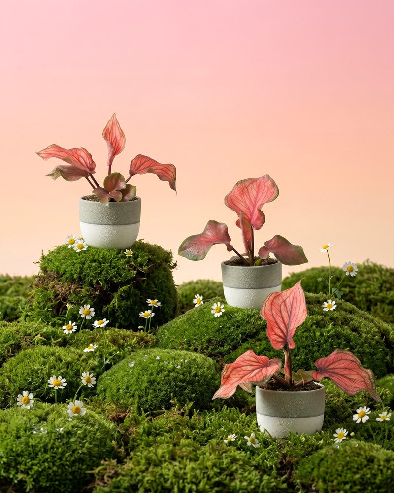 feey-baby-caladium-lucia-3er-set-mini-pflanzen-pink image 1