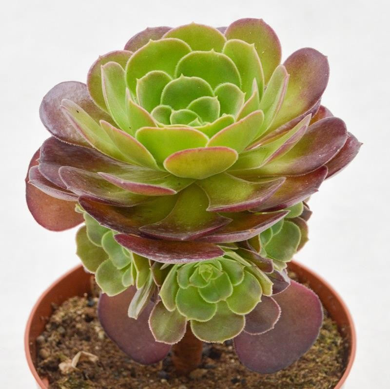 pasiora-aeonium-arboreum-velours-sukkulente-12cm image 2