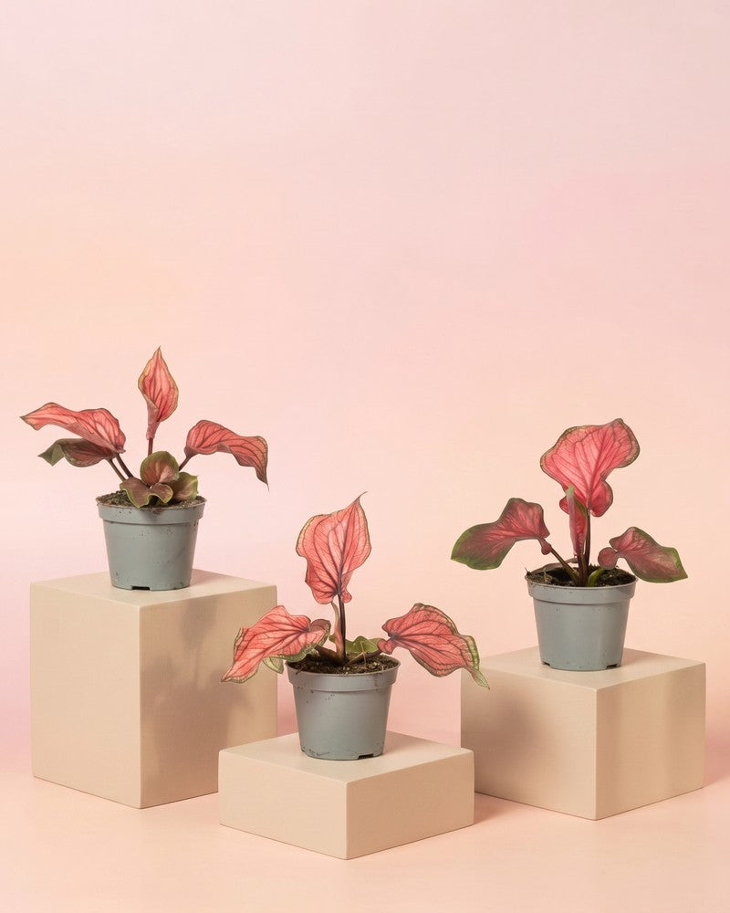 feey-baby-caladium-lucia-3er-set-mini-pflanzen-pink image 3