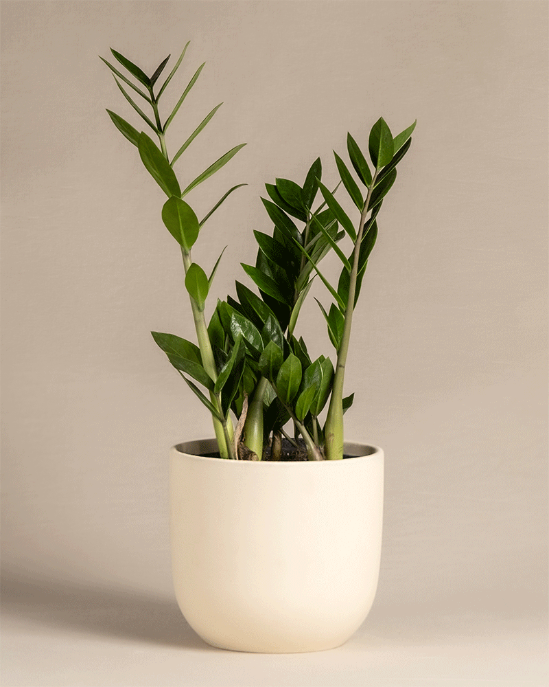 feey-gl-cksfeder-zamioculcas-zamiifolia-pflegeleichte-zimmerpflanze image 7