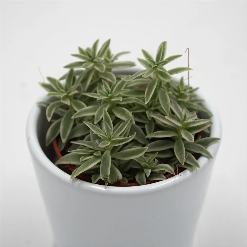 pasiora-peperomia-sprinkle-sukkulente-im-5-5cm-topf image 1