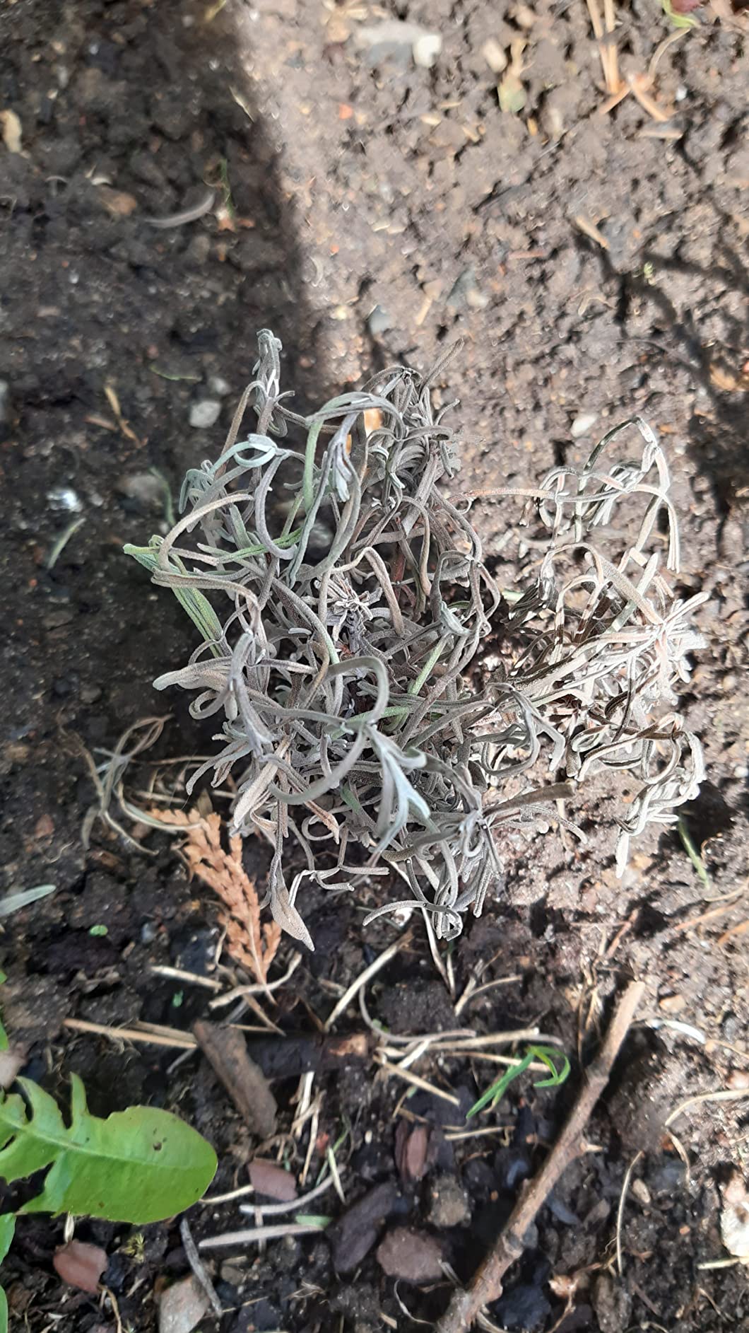 Schöne Hecke fürs Beet