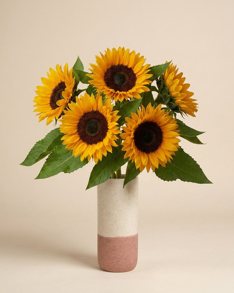 feey-sonnenblumen-schnittblumen-frische-helianthus image 8