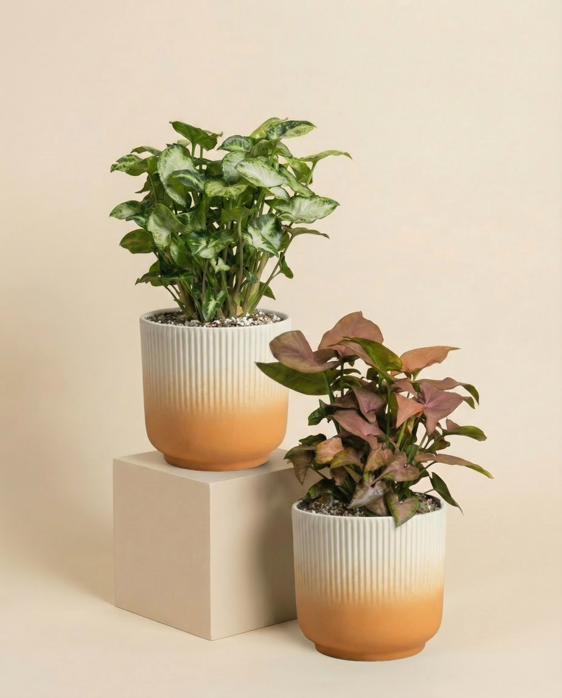 feey-schweizer-syngonium-duo-pixie-neon-pflanzenset image 7