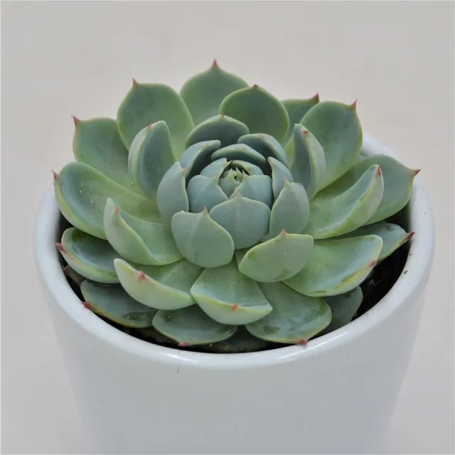 pasiora-echeveria-secunda-san-joaquin-sukkulente-6cm-topf image 1
