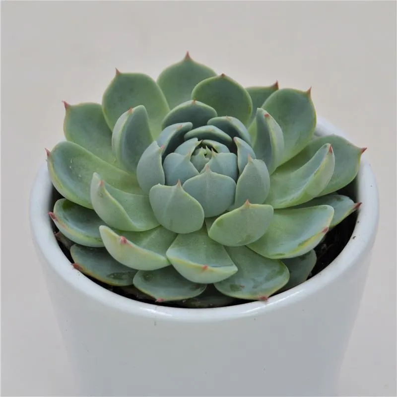 pasiora-echeveria-secunda-san-joaquin-sukkulente-6cm-topf image 1