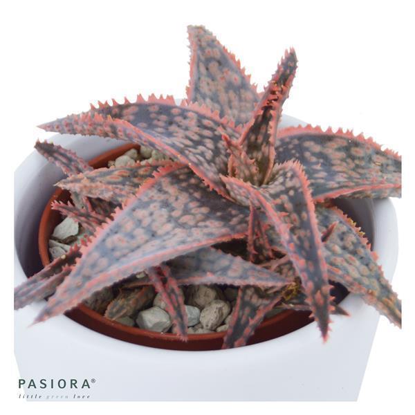 pasiora-aloe-red-shade-sukkulente-6cm-topf image 1