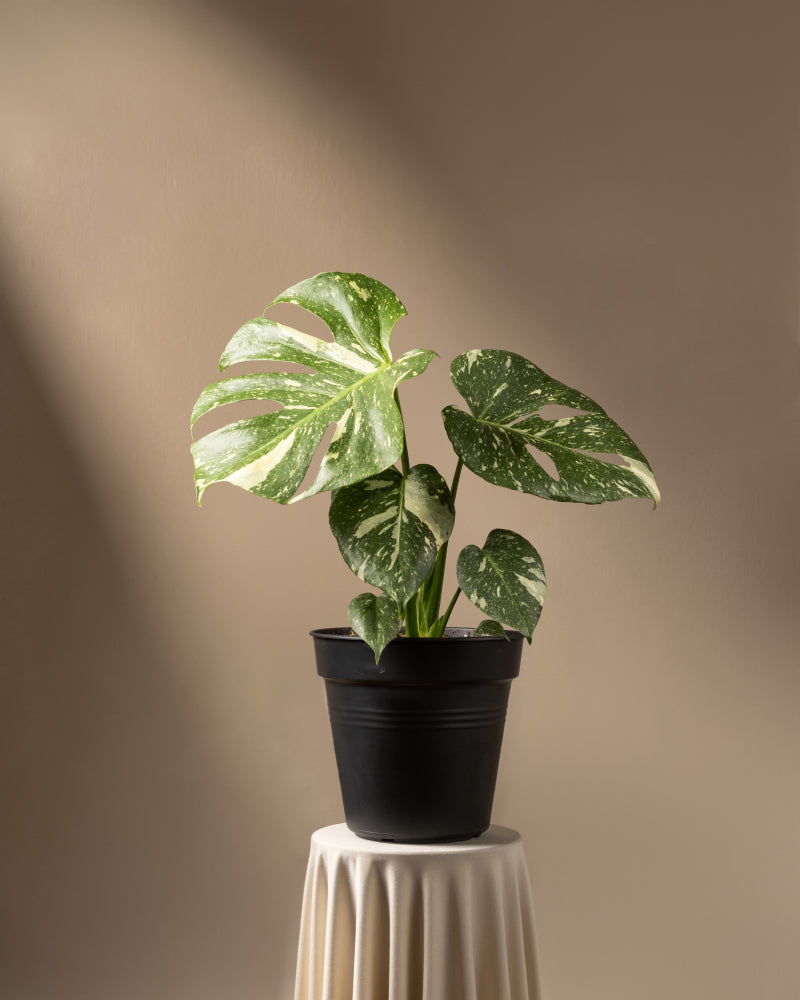 feey-monstera-deliciosa-thai-constellation-rarit-t-zimmerpflanze-im-14er-topf image 3