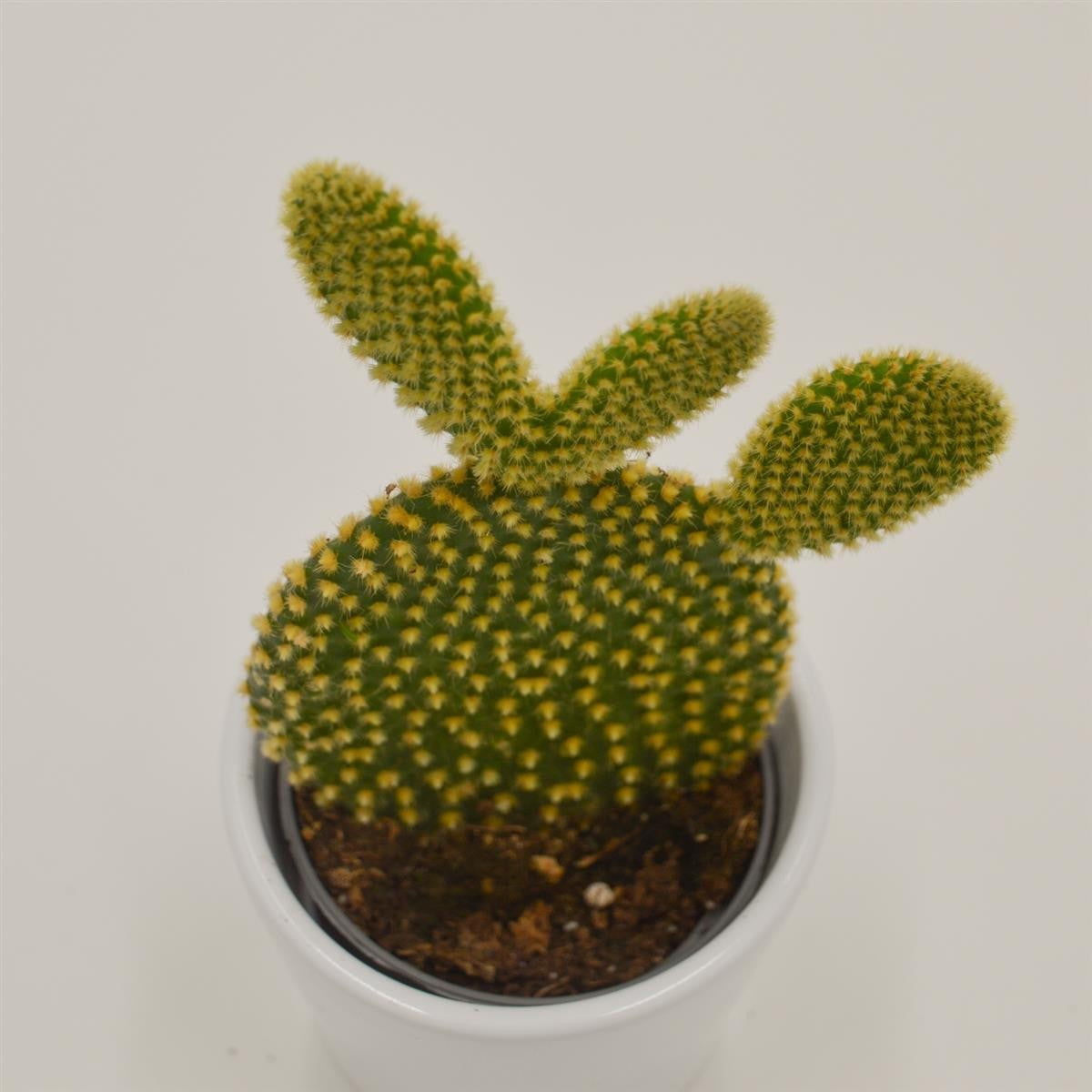pasiora-opuntia-microdasys-yellow-mini-kaktus-6cm-topf image 2