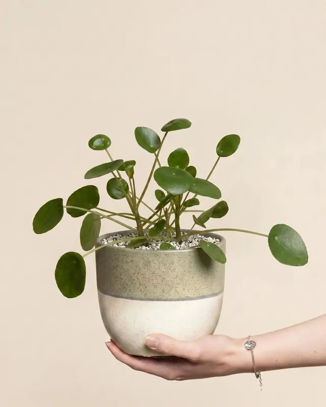feey-ufopflanze-pilea-peperomioides-hydro image 1