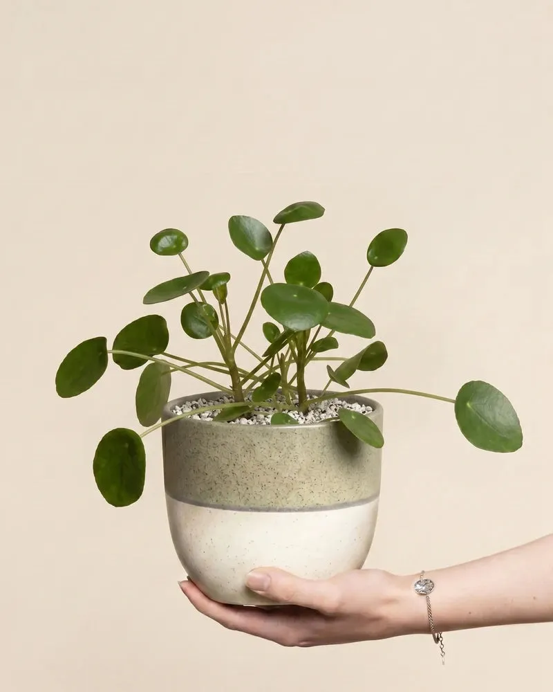 feey-ufopflanze-pilea-peperomioides-hydro image 1