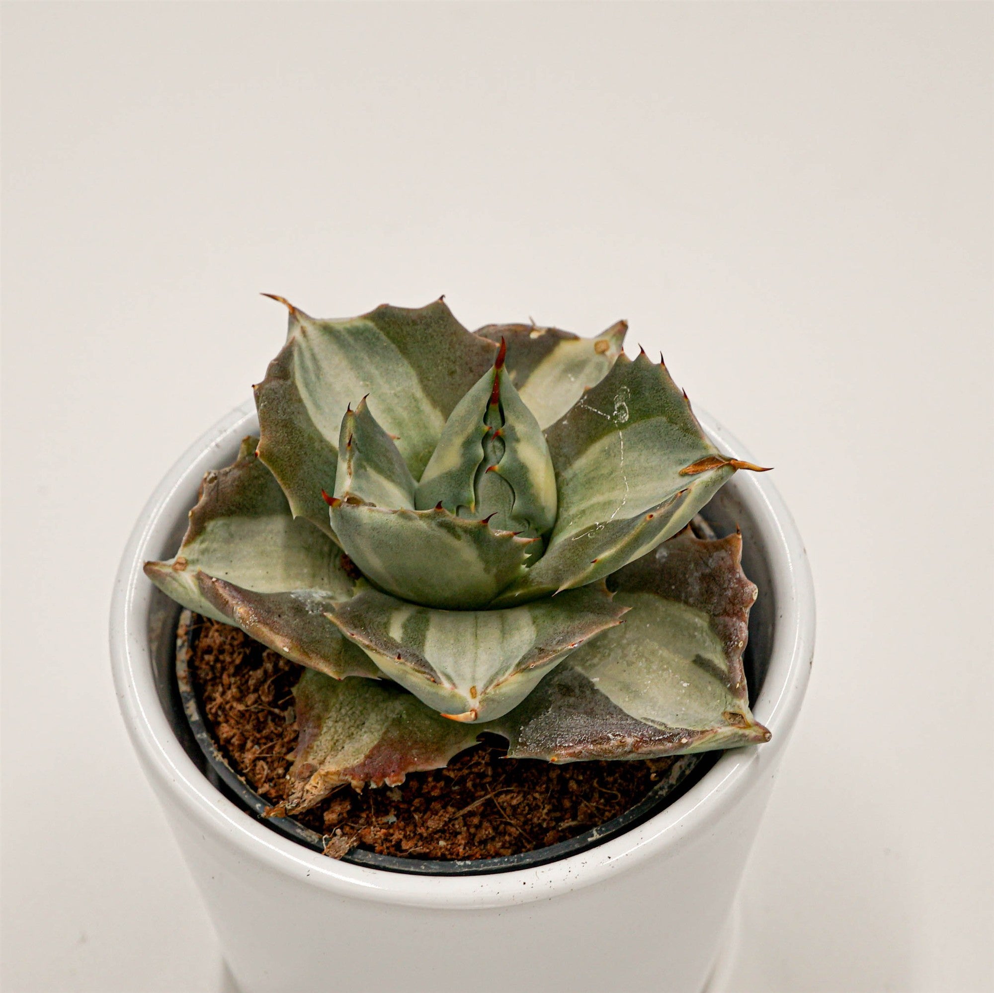 pasiora-agave-isthmensis-f-mediopicta-alba-6cm-topf image 2