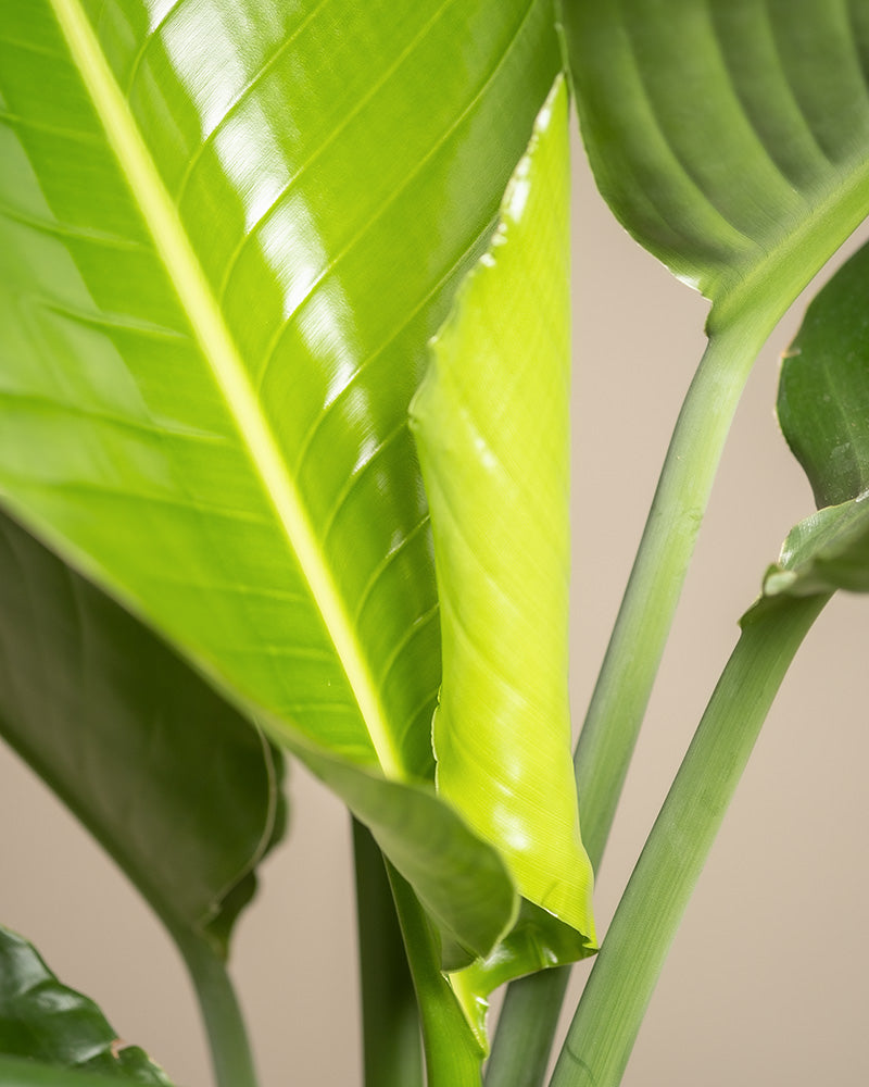 feey-strelitzie-xl-zimmerpflanze-gro-strelitzia-nicolai image 5