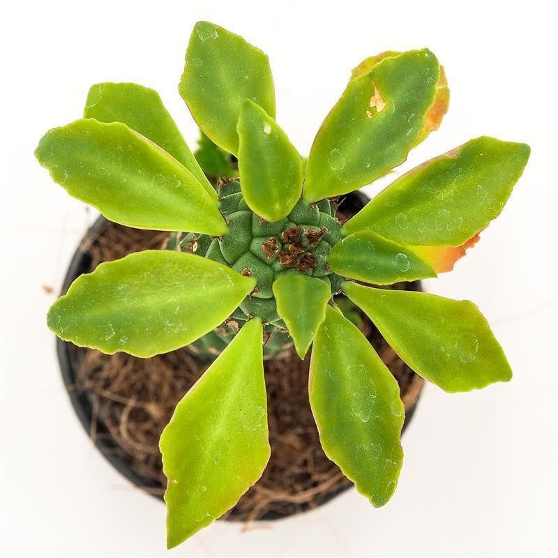 pasiora-monadenium-stapelioides-sukkulente-5-5-cm-topf image 3