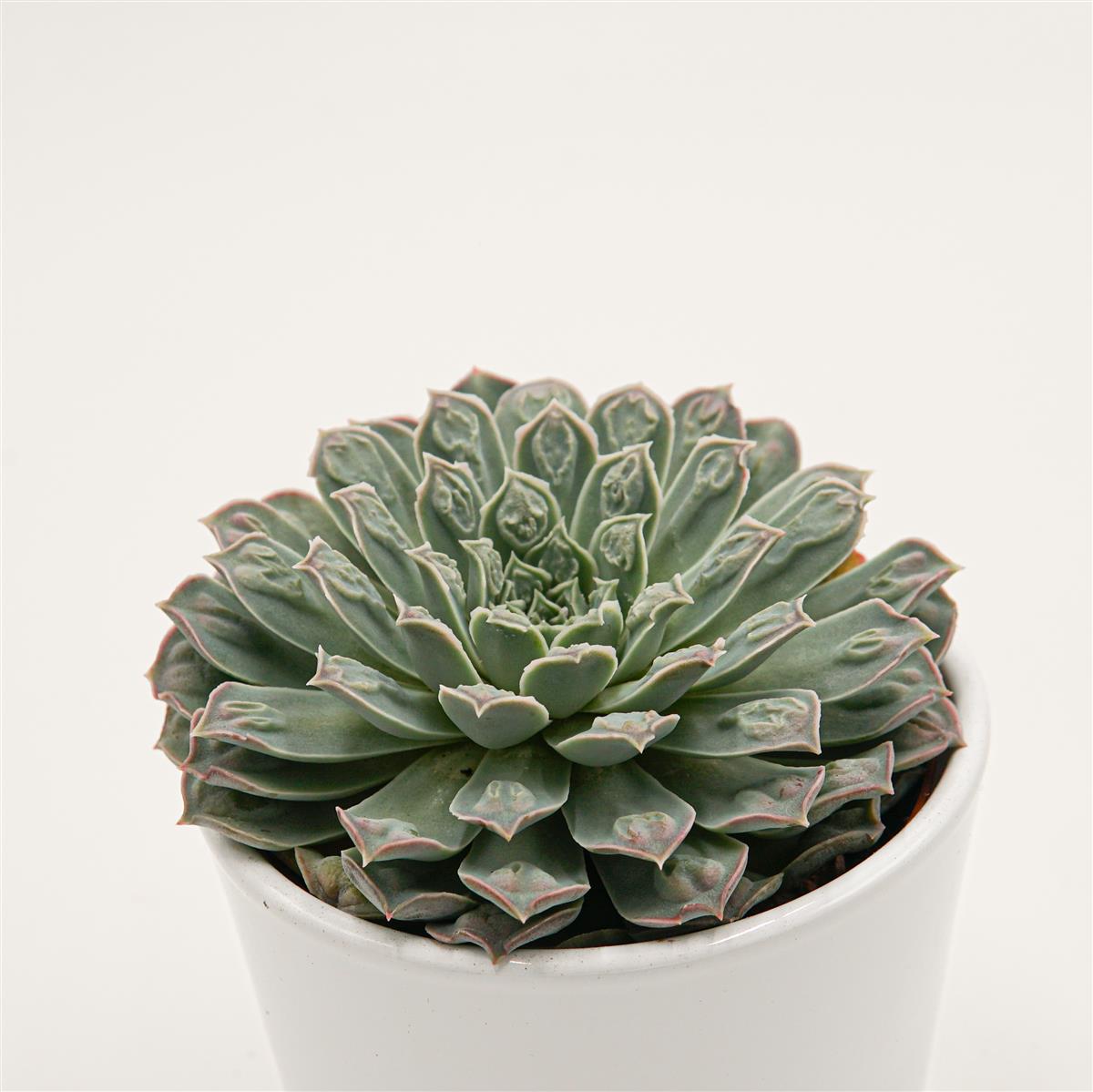 pasiora-echeveria-hearts-choice-sukkulente-10-5cm image 2