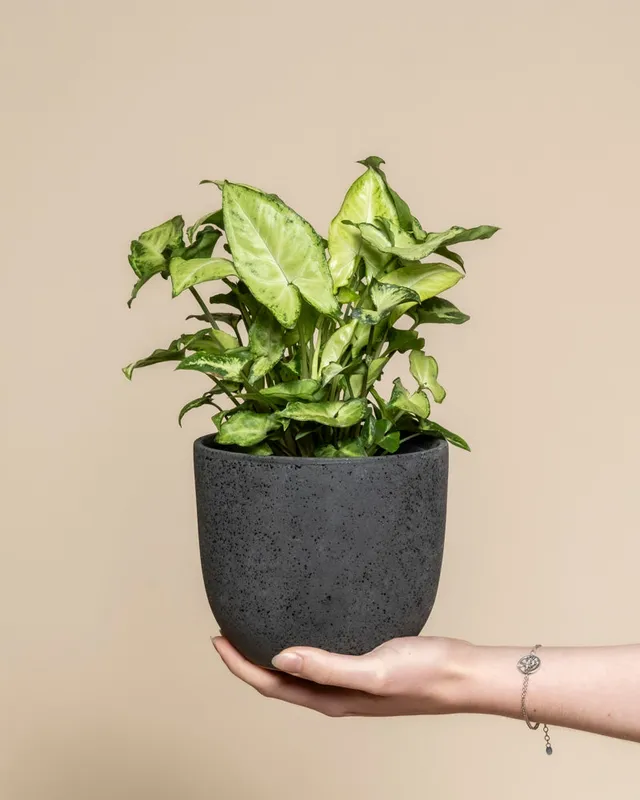 feey-syngonium-pixie-purpurtute-h-ngepflanze image 1