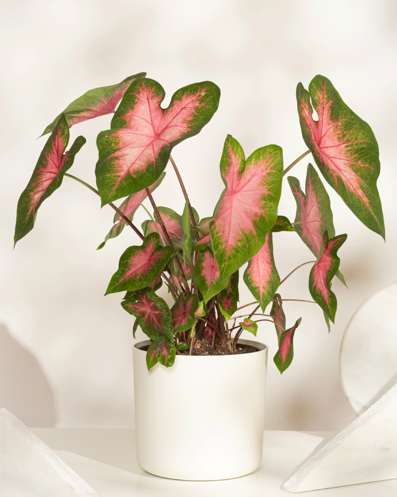 feey-caladium-kathleen-zimmerpflanze image 5