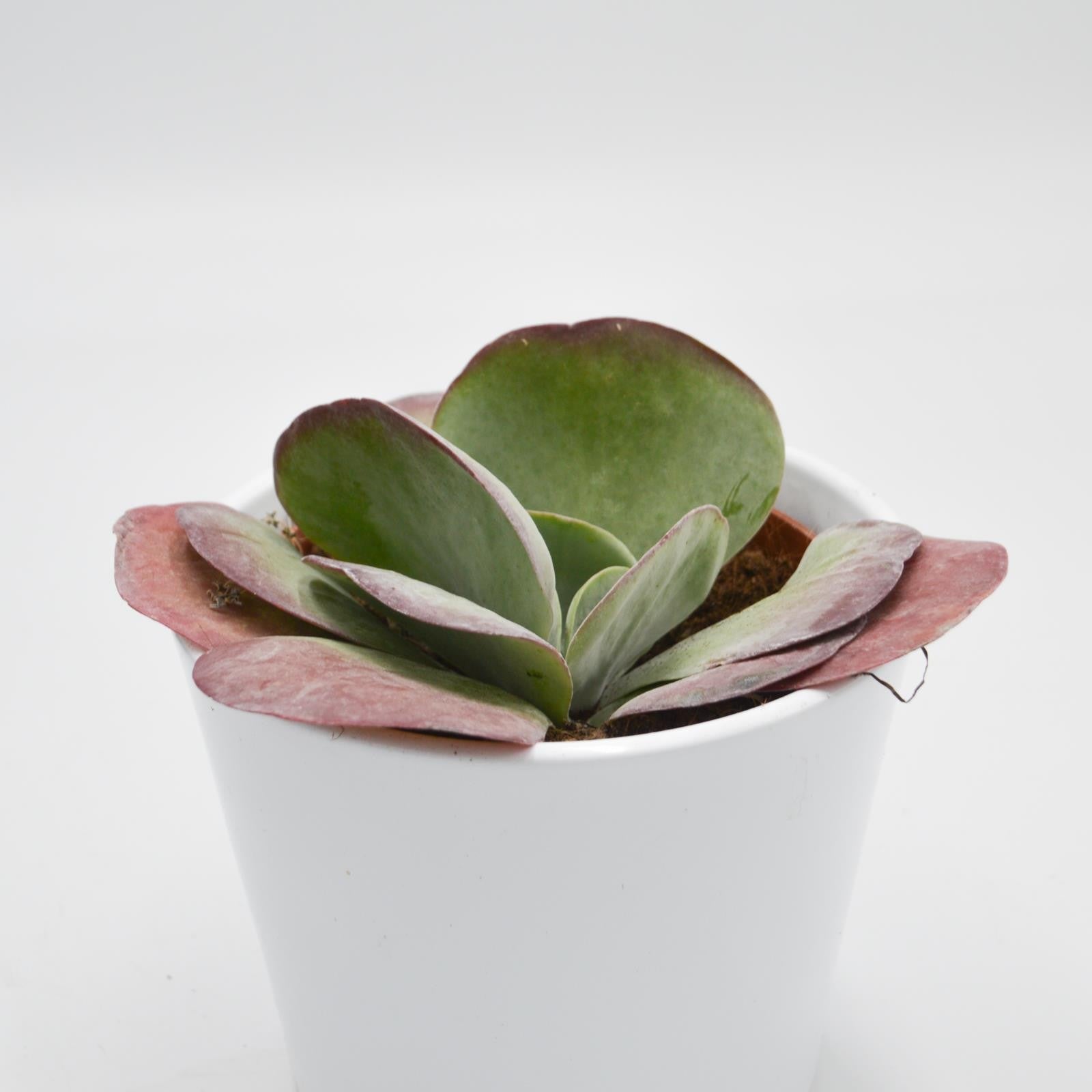 pasiora-kalanchoe-thyrsiflora-sukkulente-12cm-topf image 2