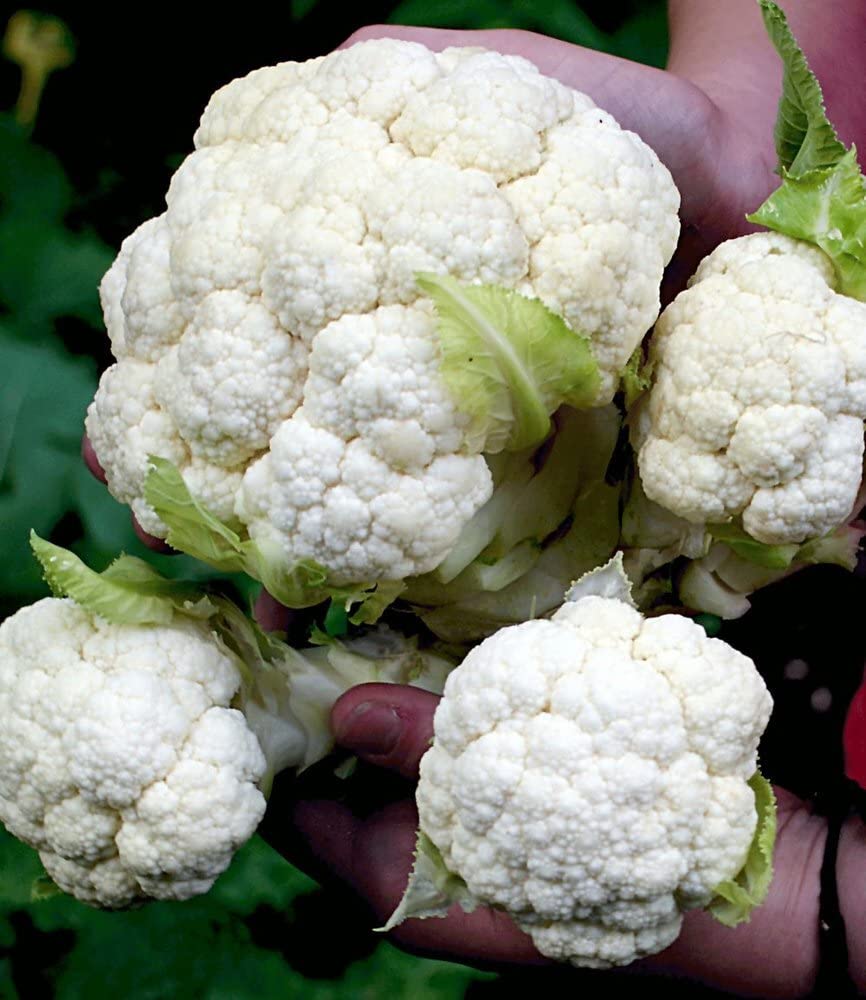 baldur-garten-multi-pfl-ck-blumenkohl-multi-head-f1-3-pflanzen image 3
