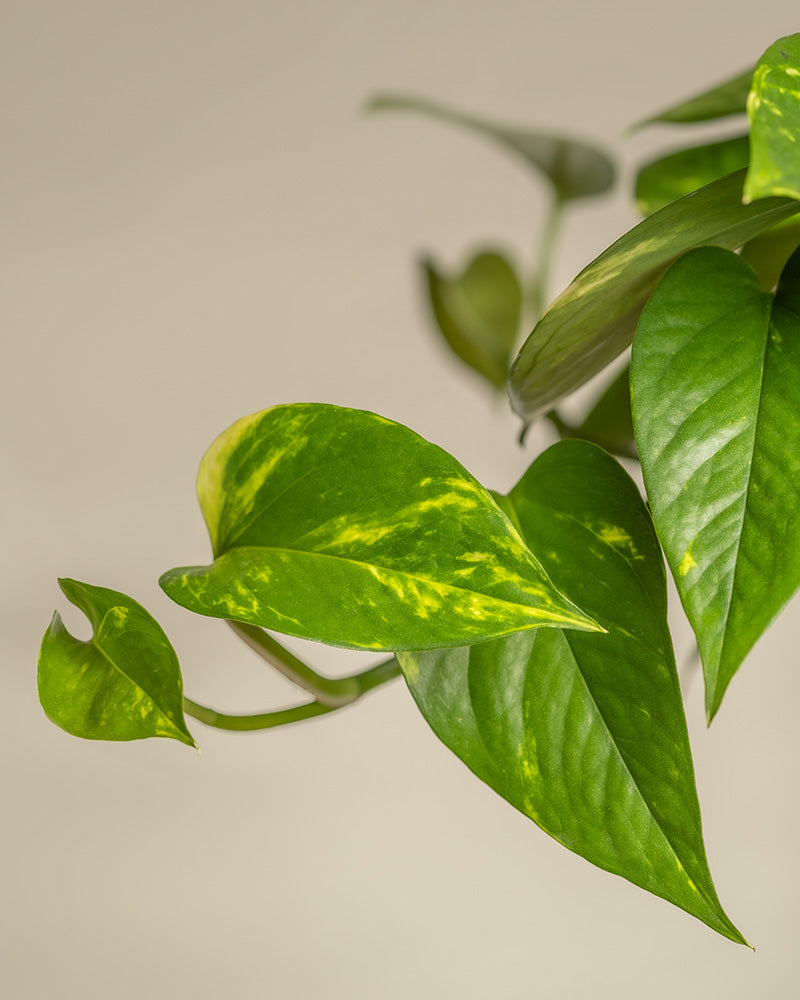 feey-gro-e-efeutute-epipremnum-aureum-h-ngepflanze image 2