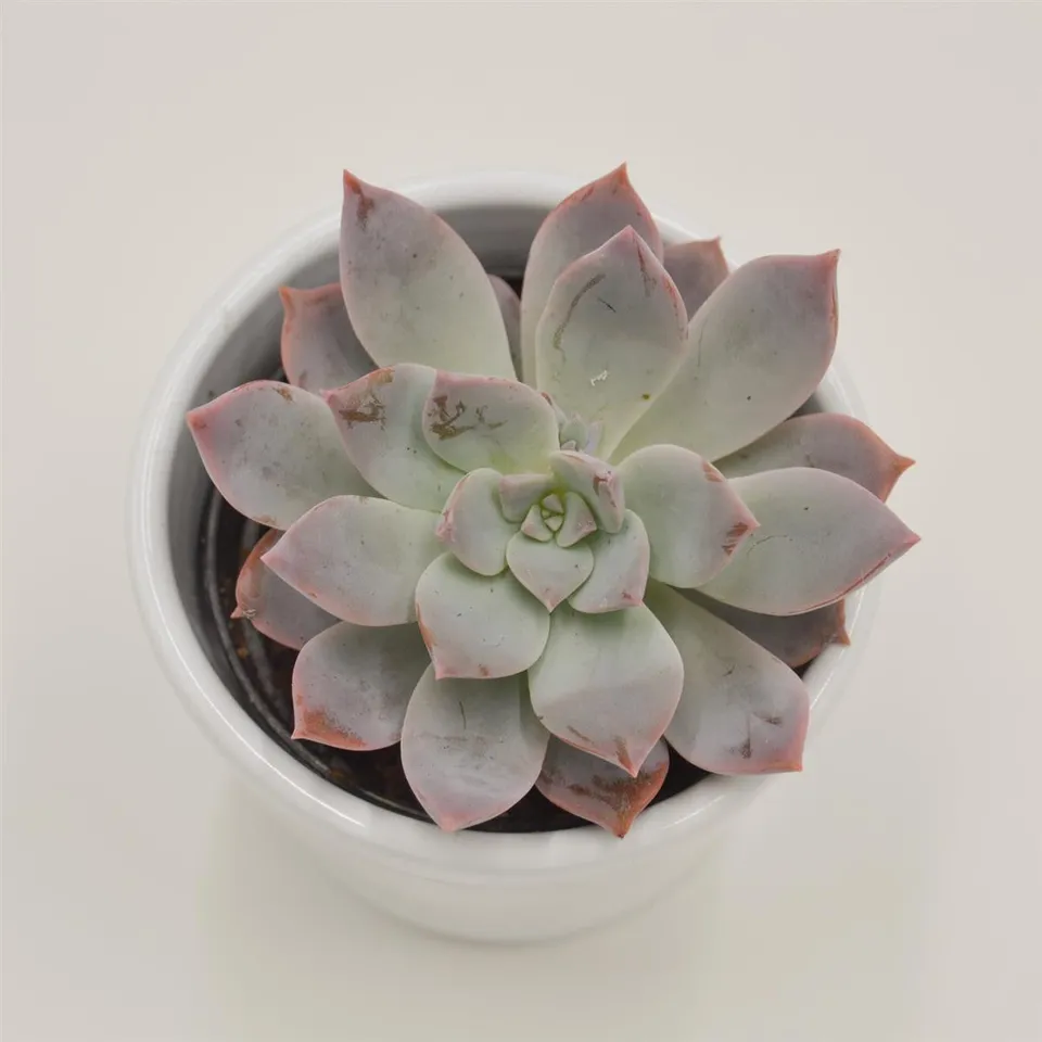 pasiora-x-graptoveria-milky-way-sukkulente-6cm-topf image 1