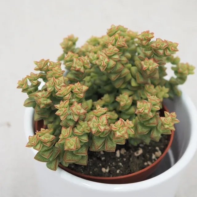 pasiora-crassula-tom-thumb-sukkulente-8-5cm-topf image 1