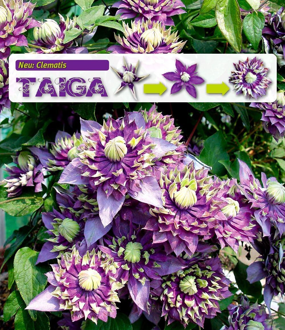 baldur-garten-2x-clematis-taiga-rarit-t-kletterpflanze-im-11-cm-topf image 1